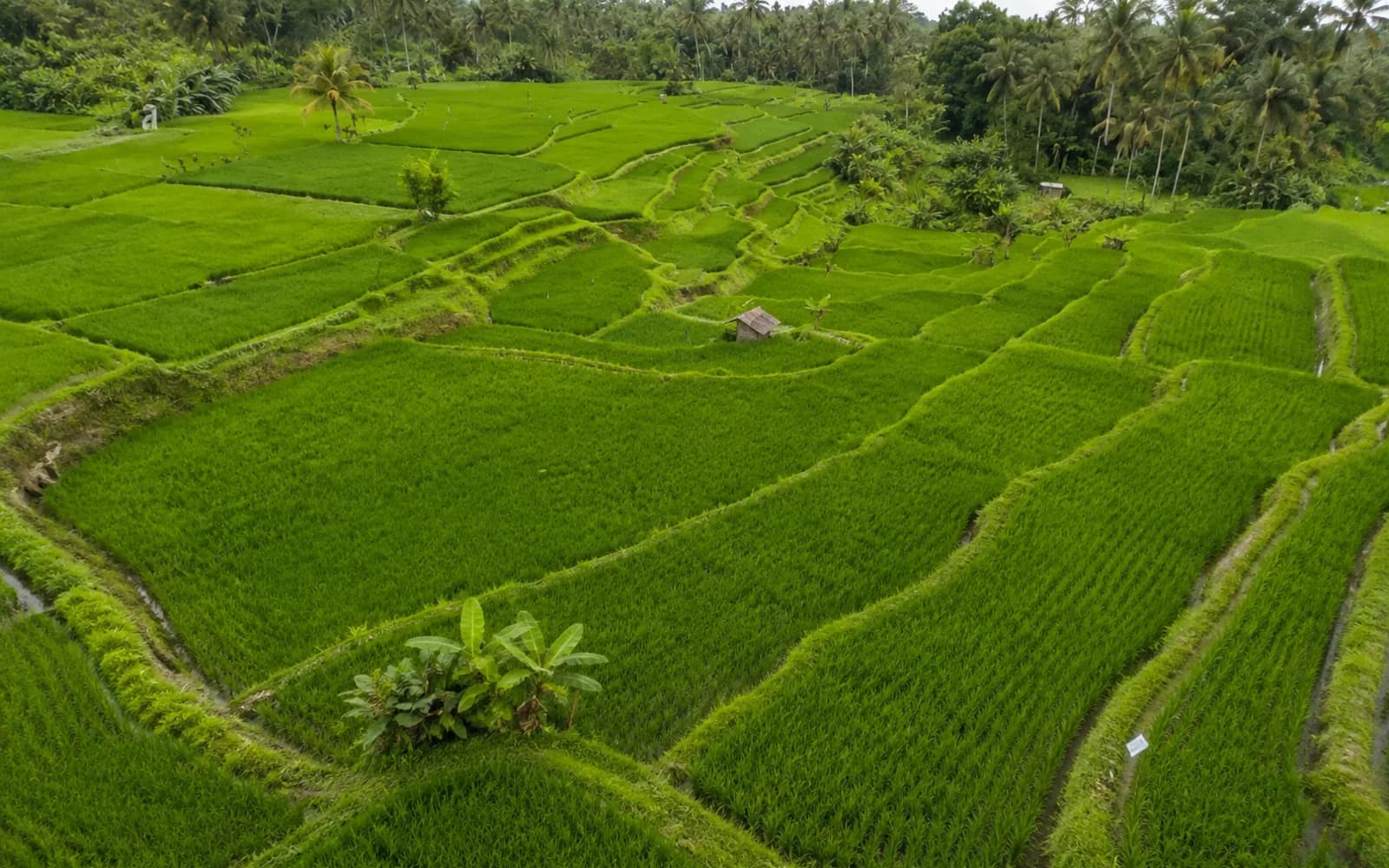 Terraced rice paddies and irrigation channels seen from the air