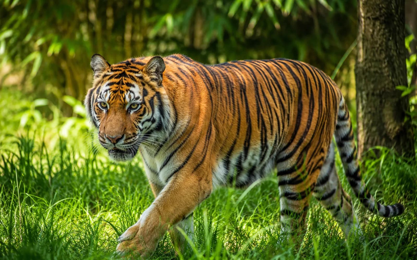 A tiger at the edge of a naturalistic enclosure